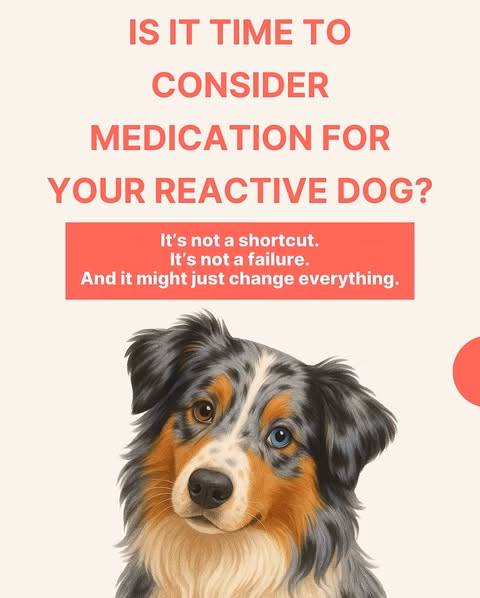 When Is It Time to Give Medication to Your Reactive Dog?
