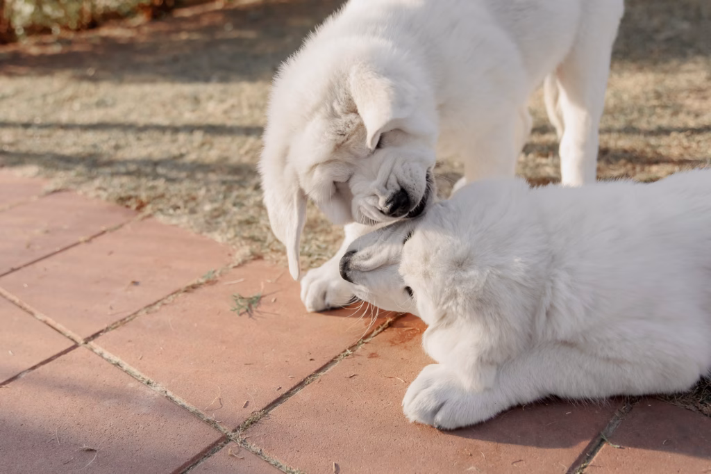 Central Asian Shepherd Dog puppy. White puppy. Dog litter. Kennel. Gigant dog breed puppy. dog socialization